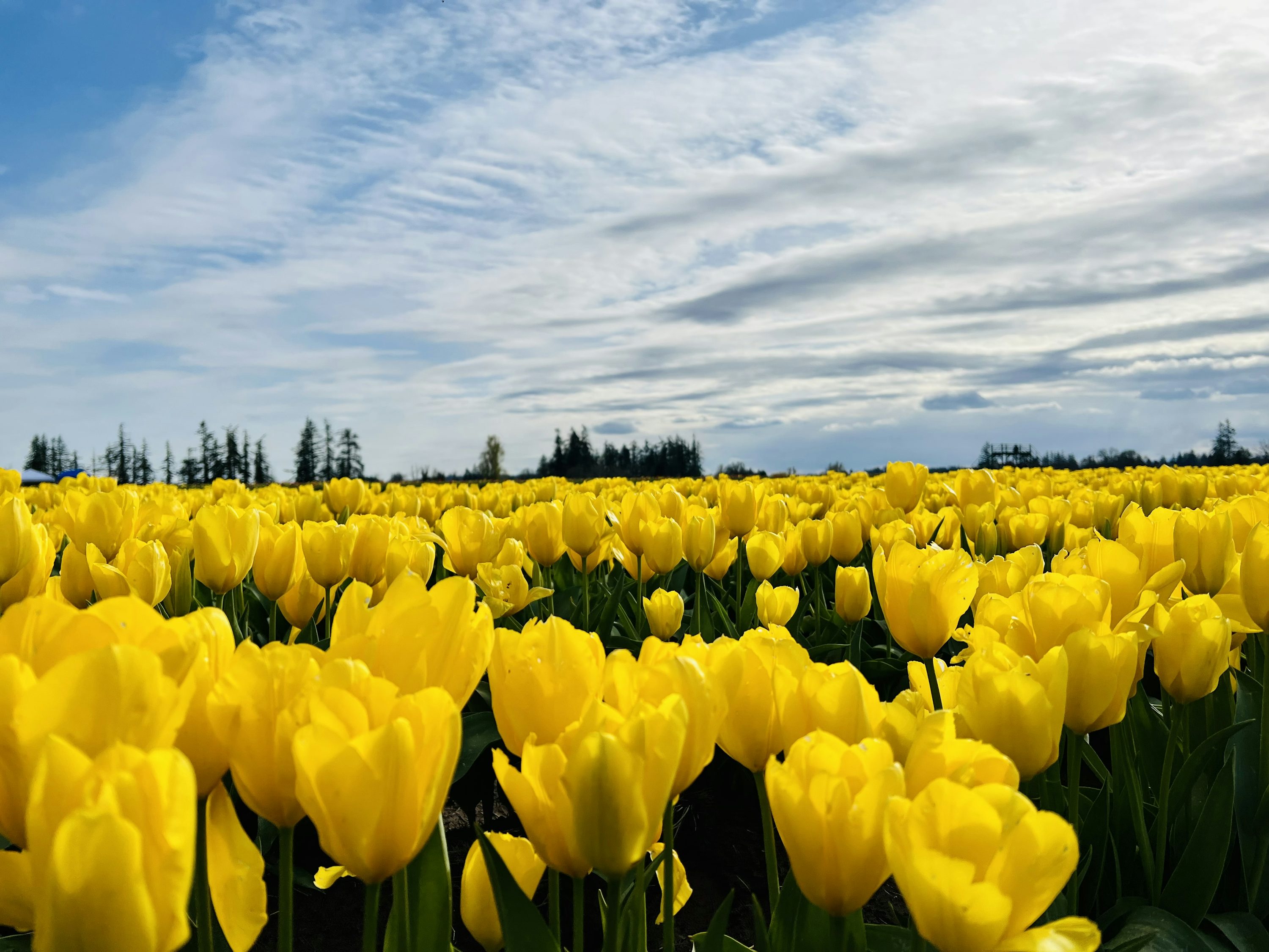 Tras Los Tulipanes - #18