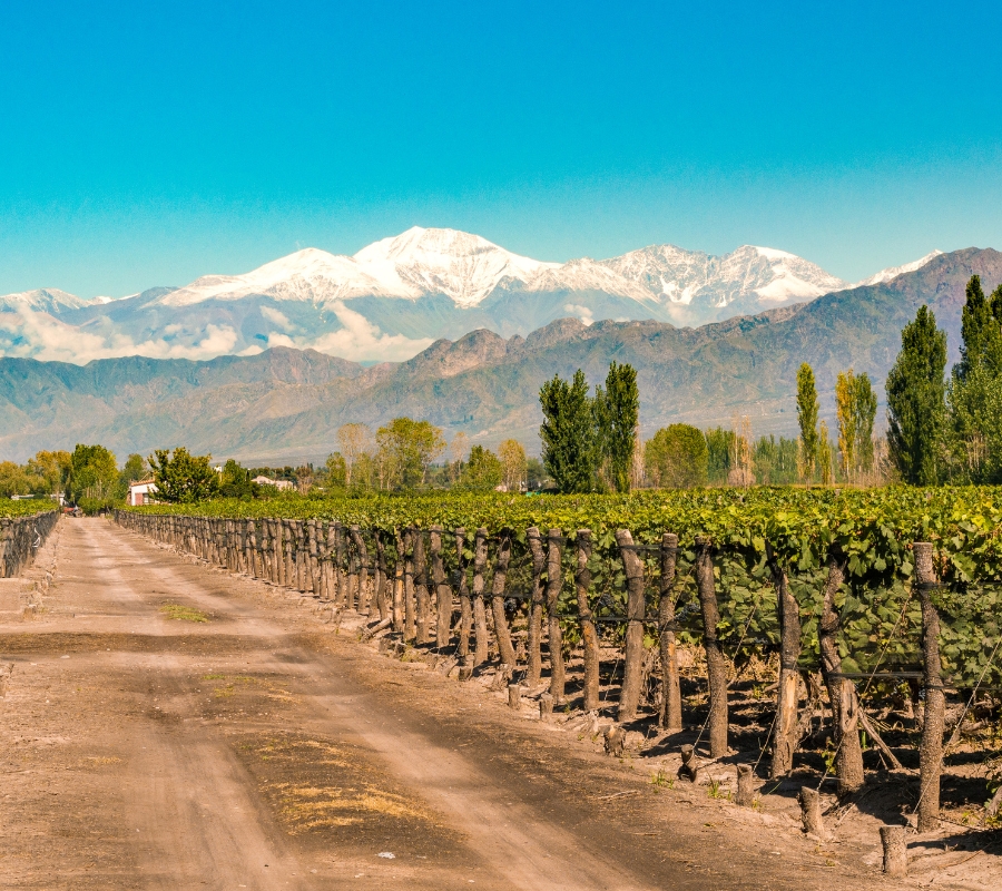 MENDOZA CON BODEGAS
