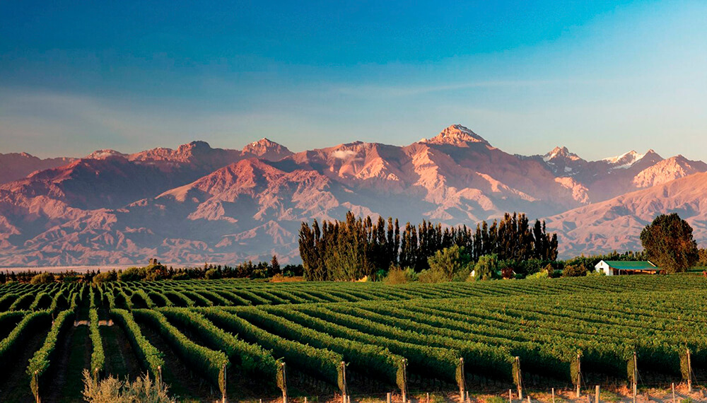 Mendoza y Vinos