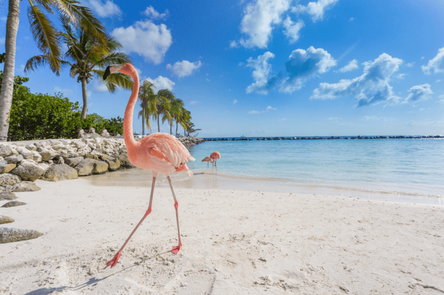 ARUBA 