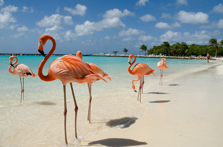 ARUBA VERANO - FEBRERO Y MARZO