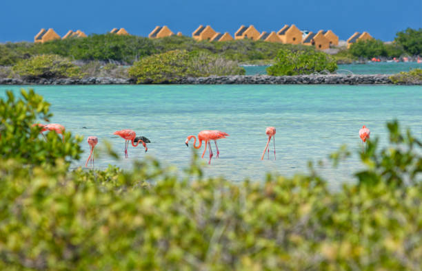 CURAZAO & BONAIRE